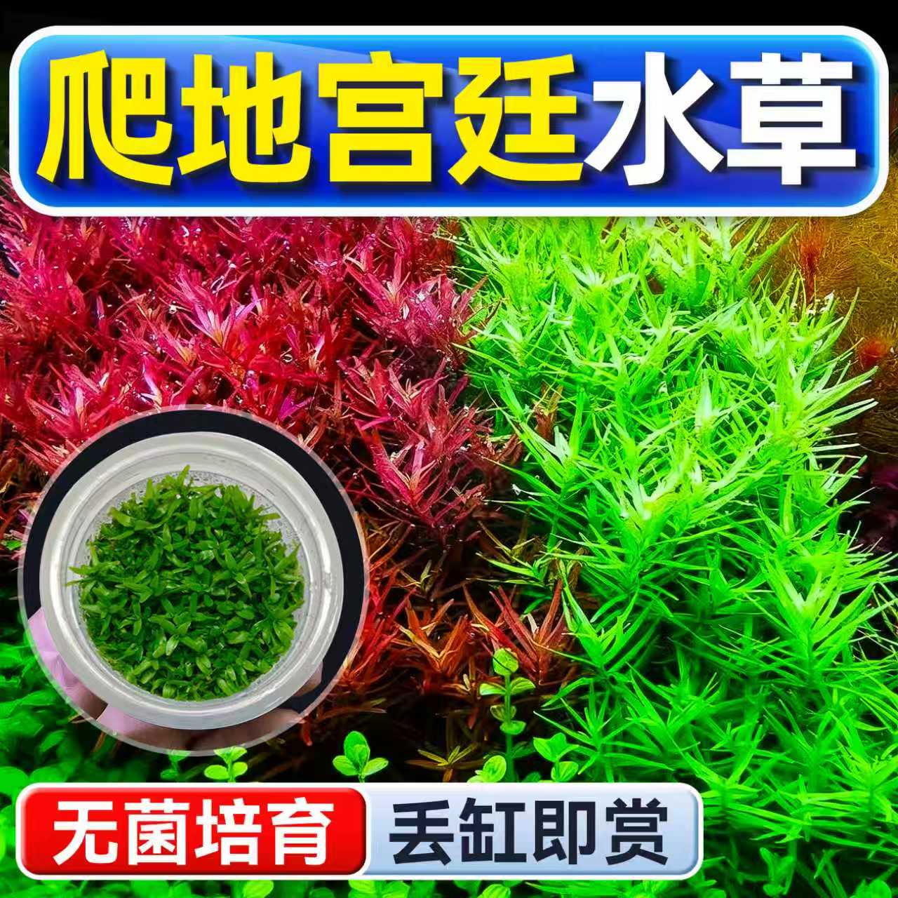 海洛伊鱼缸真草造景爬地宫廷水草