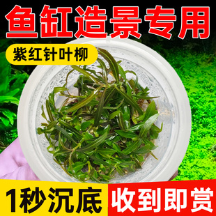 紫红针叶柳水草植物铺底鱼缸真草造景养鱼增氧阴性水培净化绿植