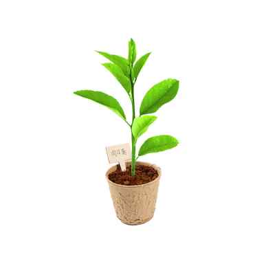 好货儿童种植小盆栽绿植观察幼儿园温室迷你室内花园植物生长向日