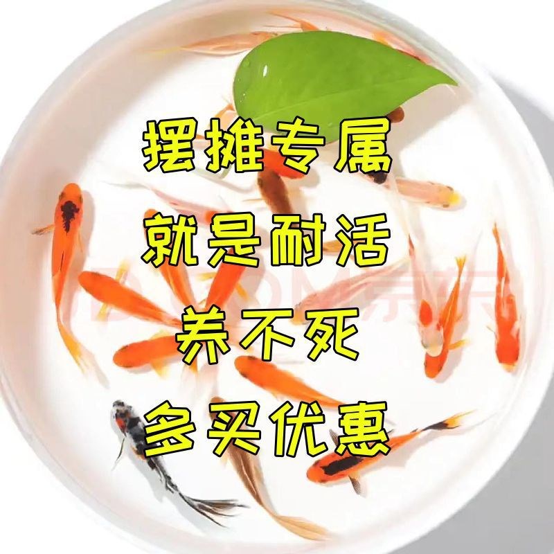 现货速发【活动中】养不死的草观赏鱼招财小耐活好养冷水活鱼