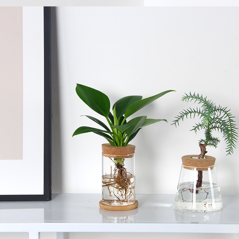 小盆栽桌面室内水养春羽竹柏文竹绿萝绿植办公室水培植物净化空气