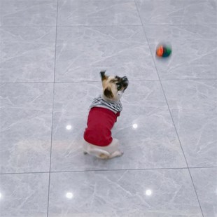 狗狗发光玩具宠物弹力球户外夜光闪光互动巡回浮水小中大型犬耐咬