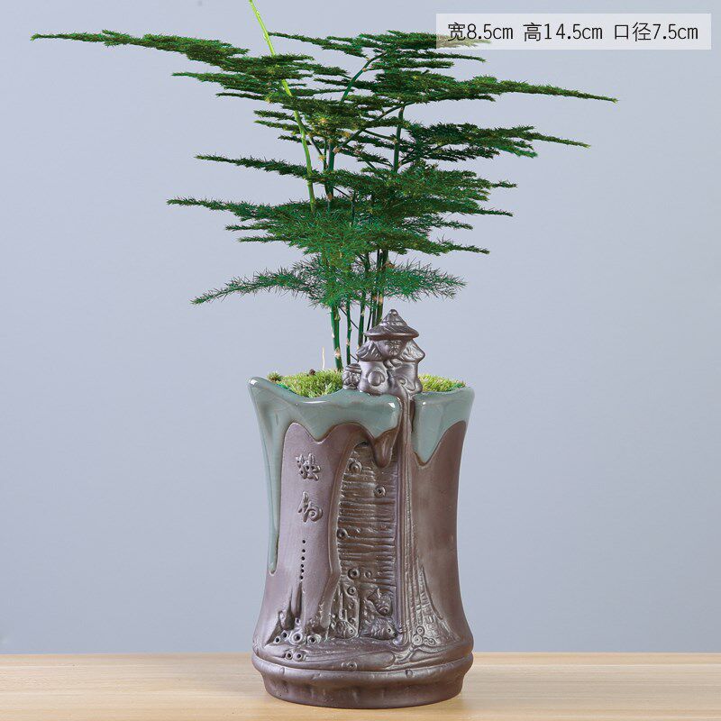 创意绿植文竹盆景植物家用个性办公室内盆栽陶瓷花盆客厅摆件装饰