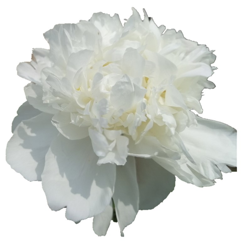 杨妃出浴春晓蝴蝶戏金花天山雪餐盘芍药花苗菏泽芍药易活阳台庭院