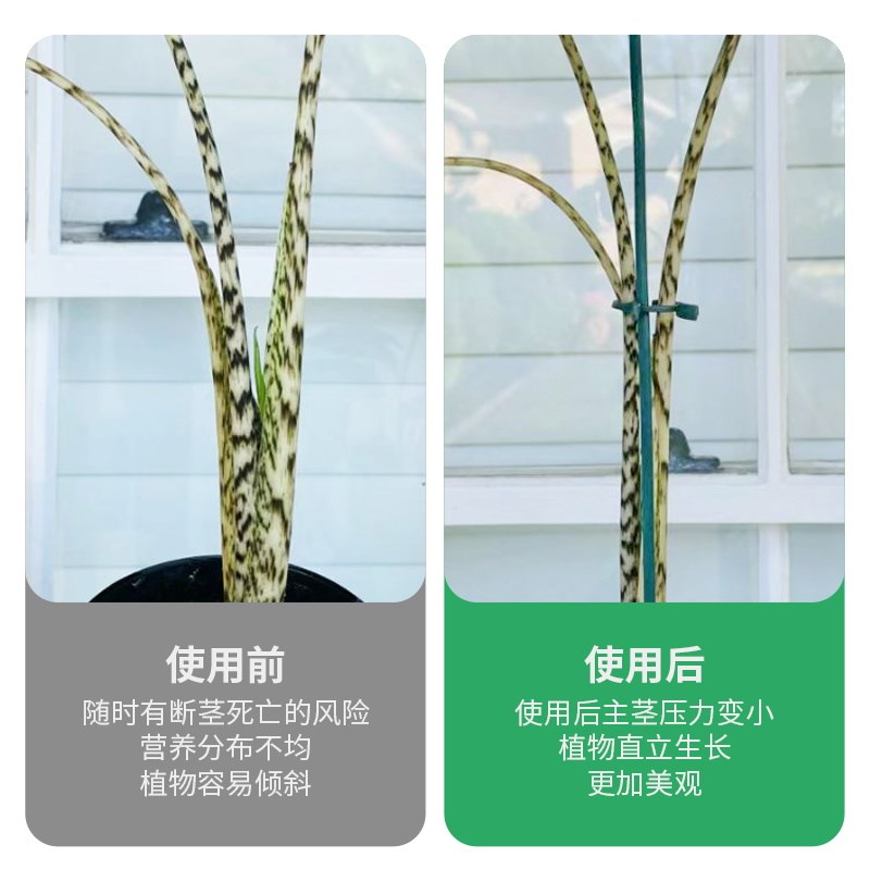 西红柿番茄专用支撑杆园艺花架爬藤支撑杆放倒伏支架防倒固定支架