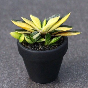 速发子宝锦十二卷属元宝合掌花肉植物组锦盆栽可爱桌面开多小绿植