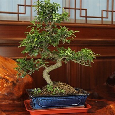 好货清香木胡椒木盆栽大盆景室内绿植花卉办公室植物送礼年货礼品