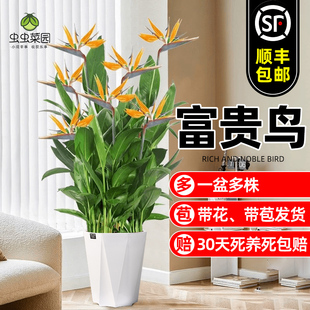 速发客花盆栽植苗鹤望兰鸟焦带花苞室内大型绿厅办公室鸟