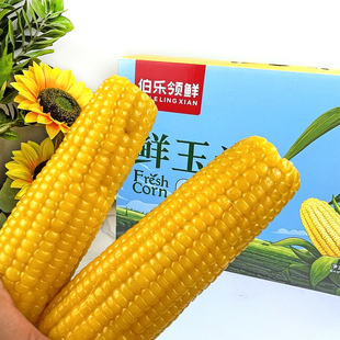 【梅子 YOLO】伯乐领鲜鲜玉米内蒙古自治区8穗/箱