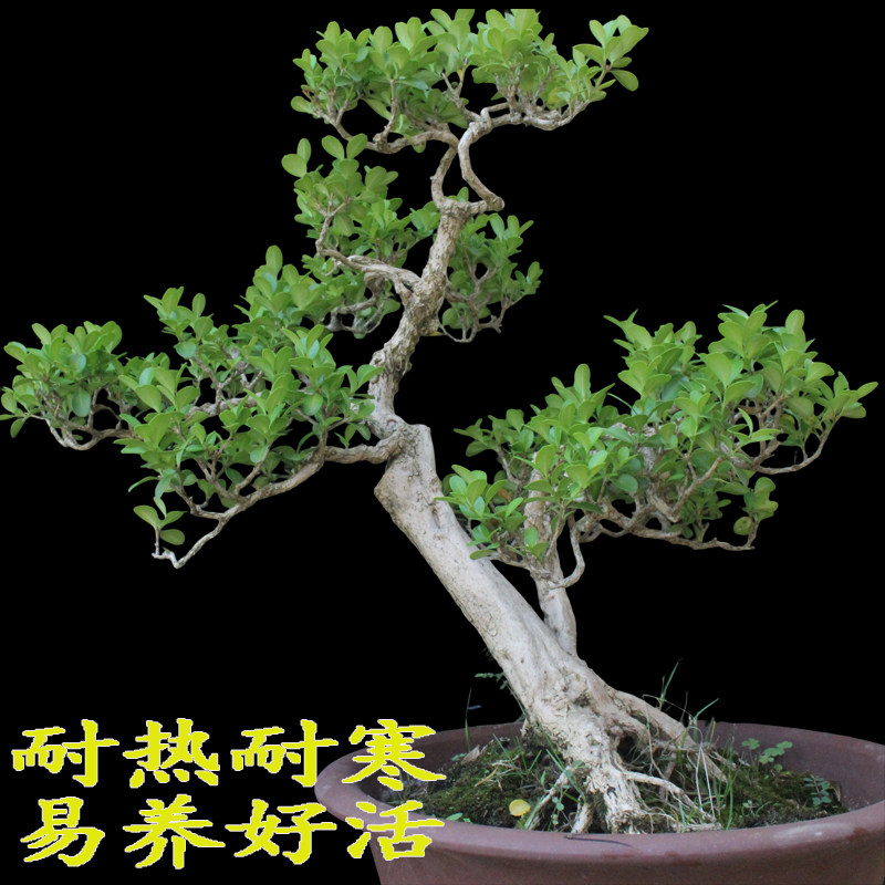 矮霸黄杨盆景树桩名贵造型小叶黄杨好养皱皮老盆栽黄杨庭院造型树图片