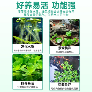 浮萍水草植物鱼缸造景水培植物和鱼共养冒泡一叶莲水芙蓉水葫芦