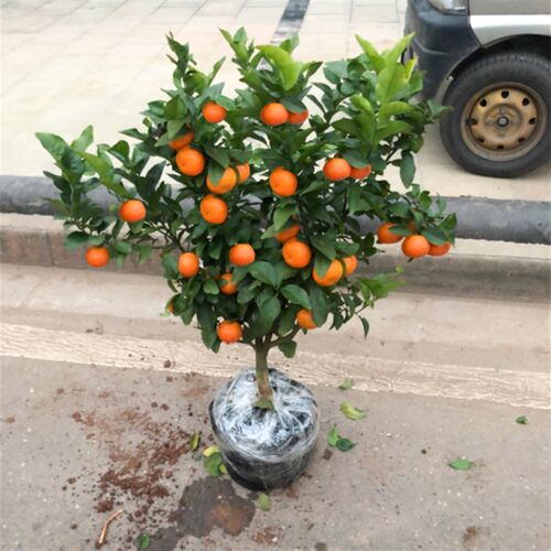 嫁接沙糖桔树苗地栽盆栽南方北方种植橘子树正宗嫁接砂糖橘树苗