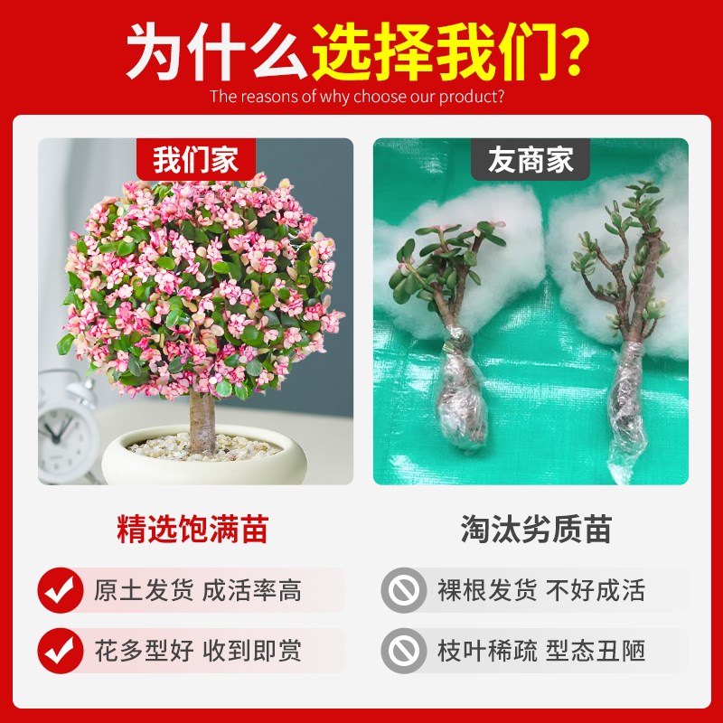 金枝玉叶盆栽老桩多肉植物棒棒糖造型水培盆景办公室内花卉绿植物