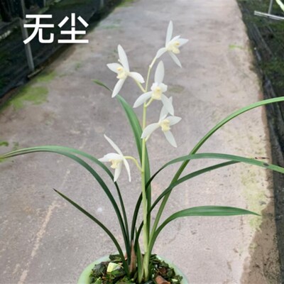 无尘 建兰白花高洁典雅 小草大花花香清甜