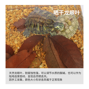 黄缘半水龟安缘龟箱造景用品套餐生态饲养环境落叶松针竹叶垫材