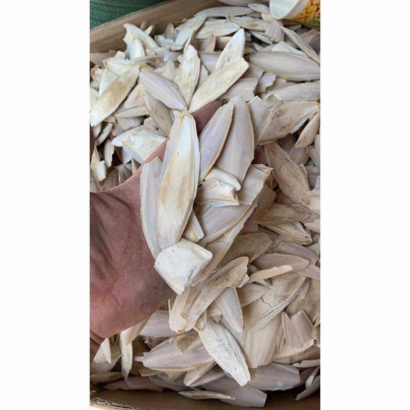 海螵蛸 海螵蛸个 乌贼骨墨鱼骨各种规格量大从量保证大货