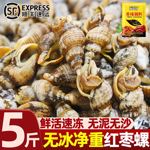 辽宁丹东新鲜冷冻红枣螺