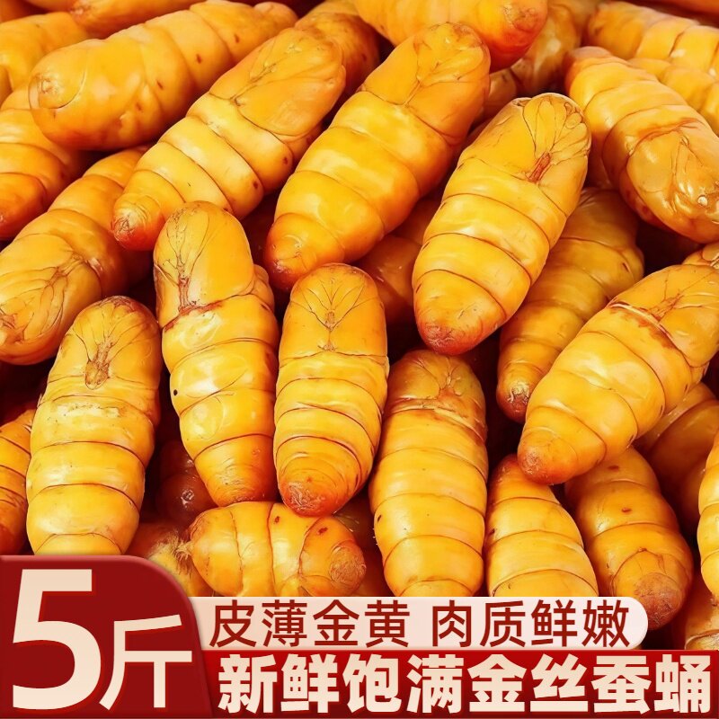 金丝蚕蛹新鲜饱满鲜活速冻冷冻