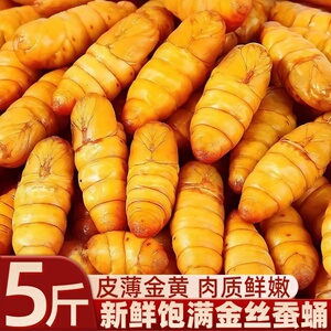 金丝蚕蛹新鲜饱满鲜活速冻冷冻