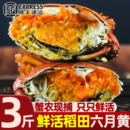盘锦六月黄鲜活大公蟹顺丰