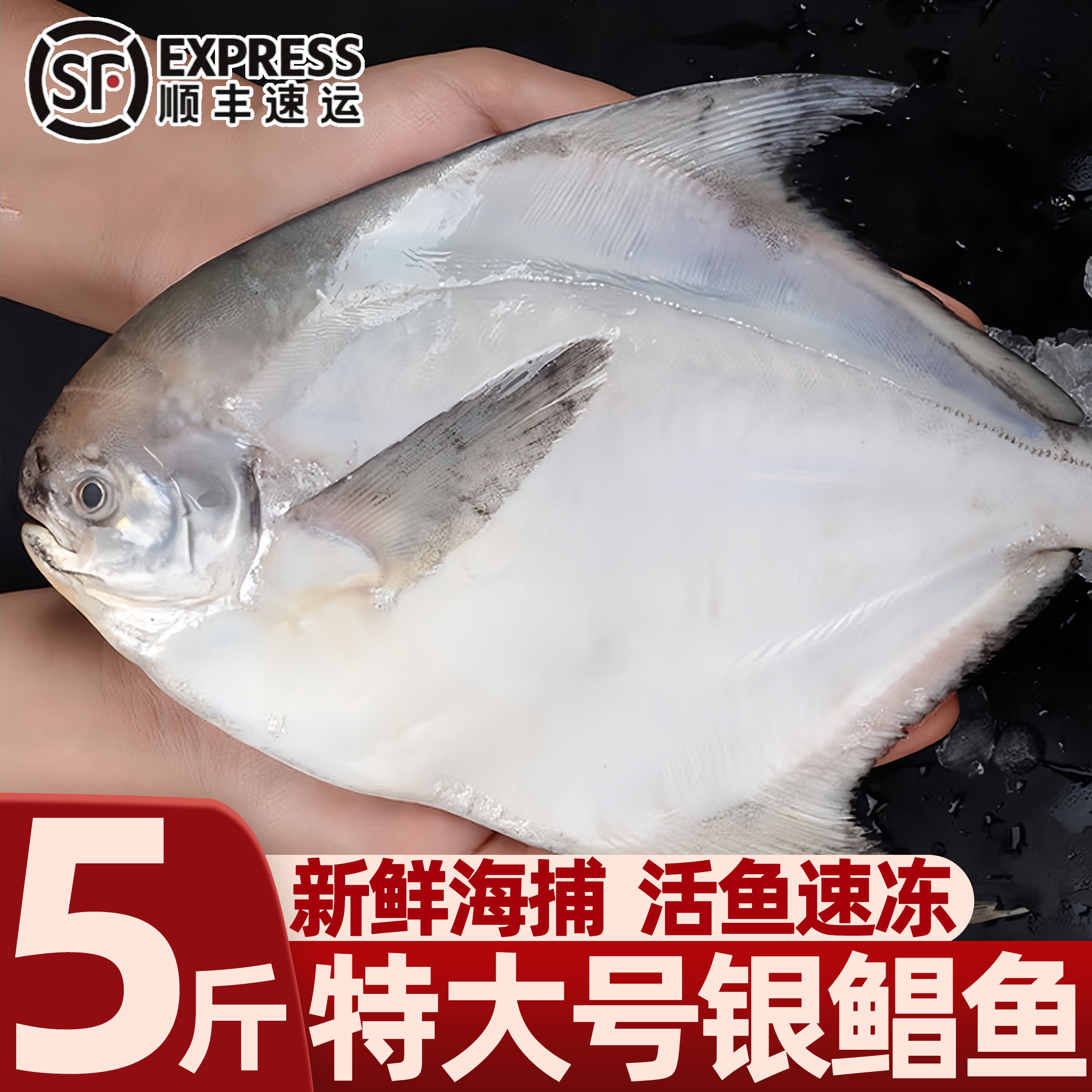 青岛新鲜冷冻银鲳鱼非金鲳