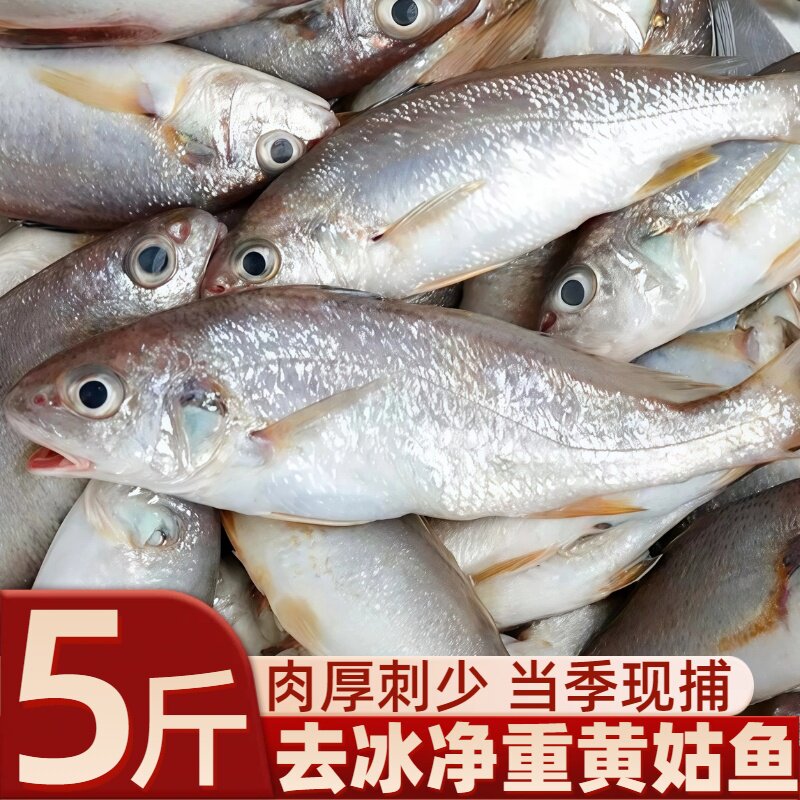 海捕黄姑鱼新鲜速冻大号春子鱼