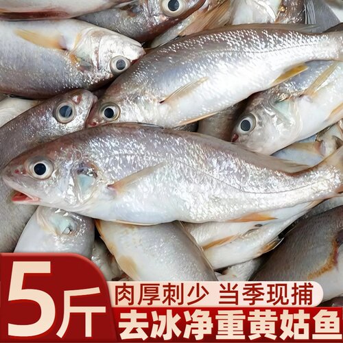 海捕黄姑鱼新鲜速冻大号春子鱼