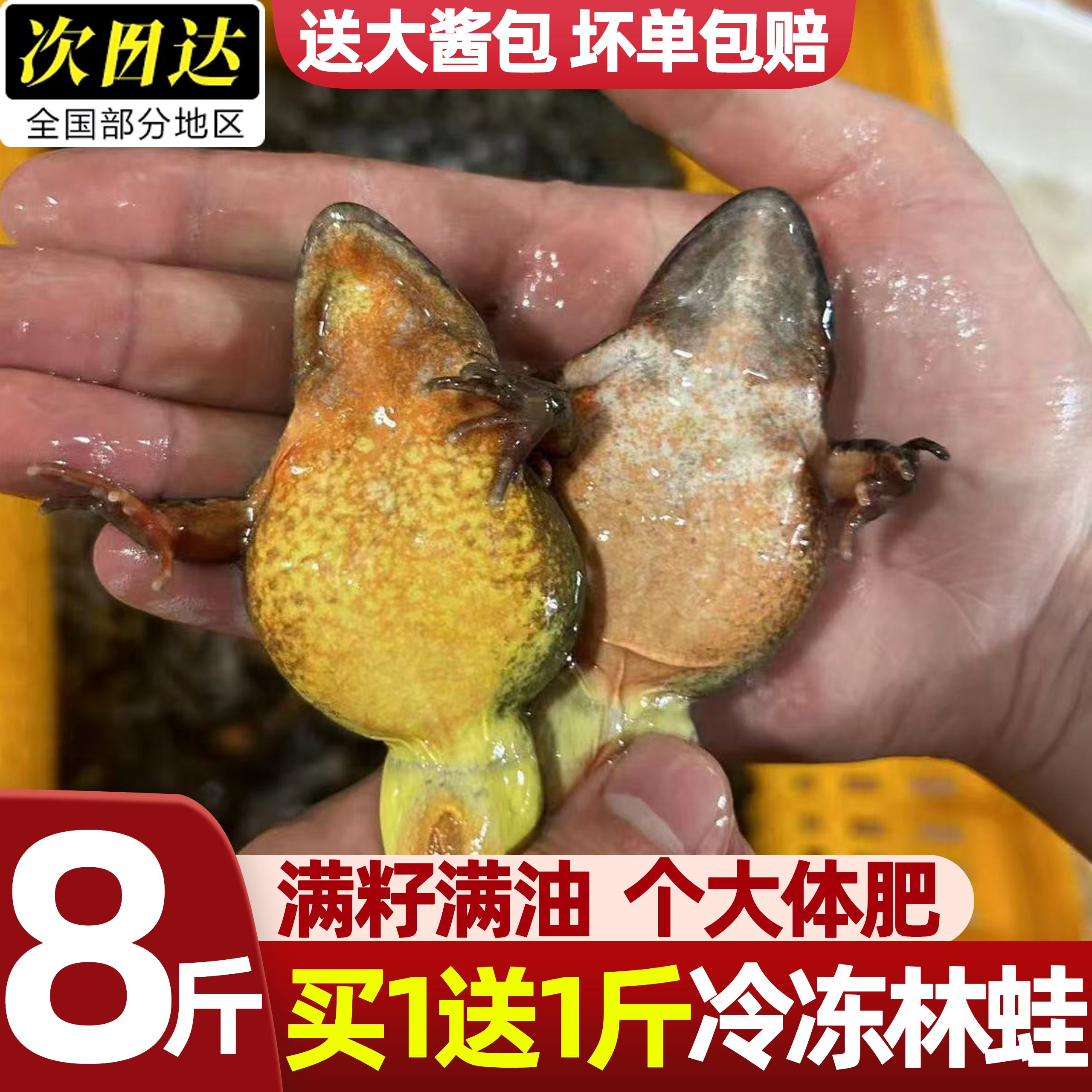 林蛙现捕鲜活速冻雪蛤蛤蟆