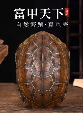 好货乌龟壳真龟甲文玩六爻摇卦工具乾隆铜钱手把件摆件