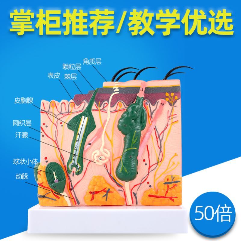 人体皮肤模型结构解剖头皮毛发毛囊组织科学教学针灸练习皮肤模型