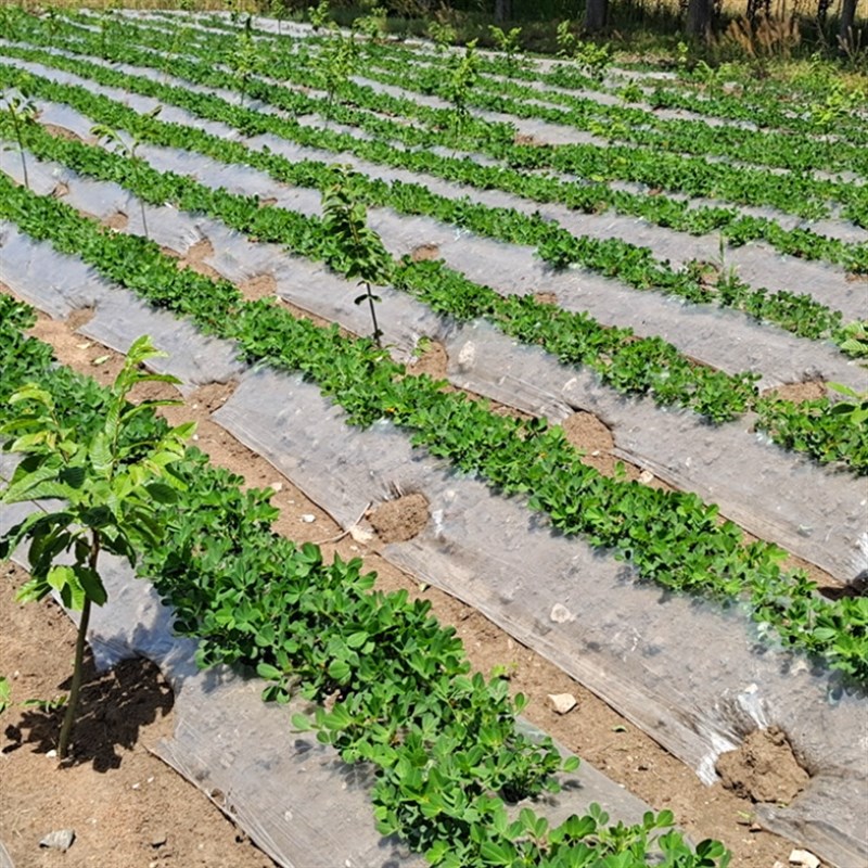 膜保温保b湿农用资混凝土吹塑膜黑地膜果园农膜蔬菜大棚薄膜
