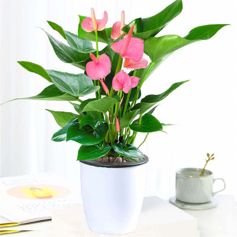 带花粉掌盆栽室内花卉好养植物水培一帆风顺火鹤花土培四季开花白