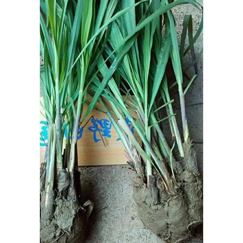 极速10 Lemongrass grass lentinum citronella plant Thai