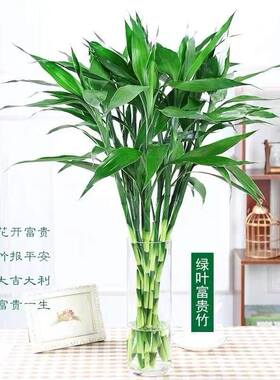 极速富贵竹植物客厅招财紫竹鸿运竹红色室内水培红叶朱蕉转运室内