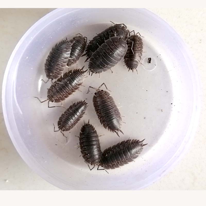厂家现抓包活鼠妇虫活虫宠物潮虫A西瓜虫潮气湿虫昆虫爬宠生物实