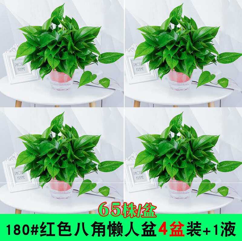 极速适合办公室放的盆栽放家里绿色植物桌子上客厅花卉园艺装修小