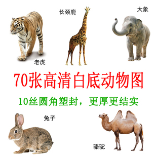 动物类学龄前闪卡儿童认知自闭症有图识字名词卡ABA训练卡片早教