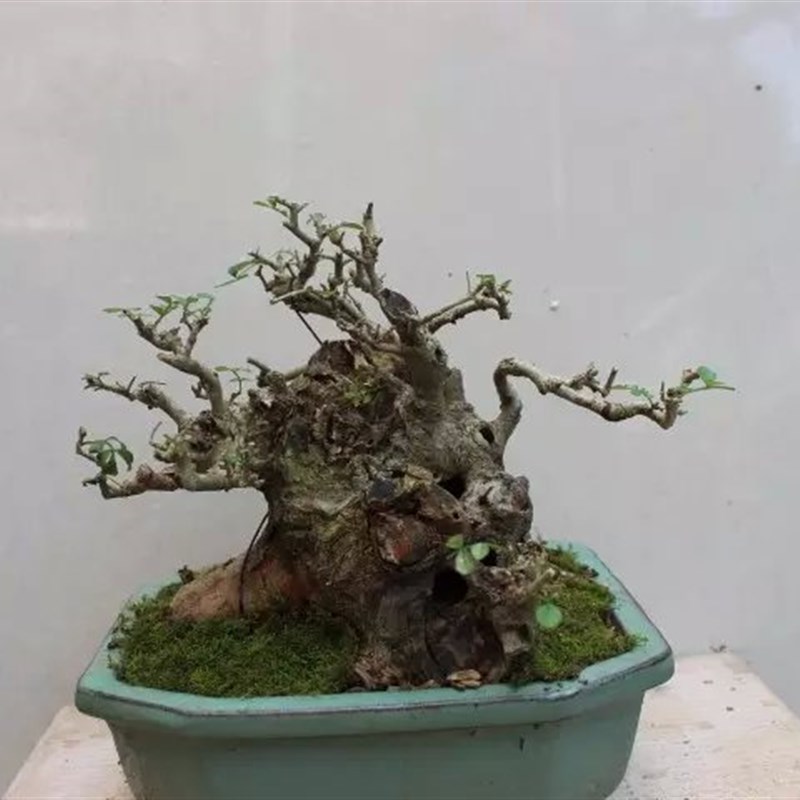 【微型求败】舍利矮霸对接盆景
