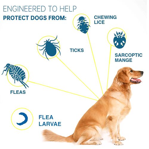 极速Dog Antiparasitic Collar Dog Anti Flea And Tick Collar F