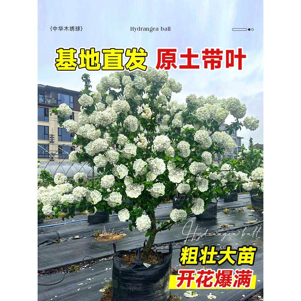 中华木绣球树苗老桩大花斗球欧洲木绣球大树盆栽室外庭院木本花苗