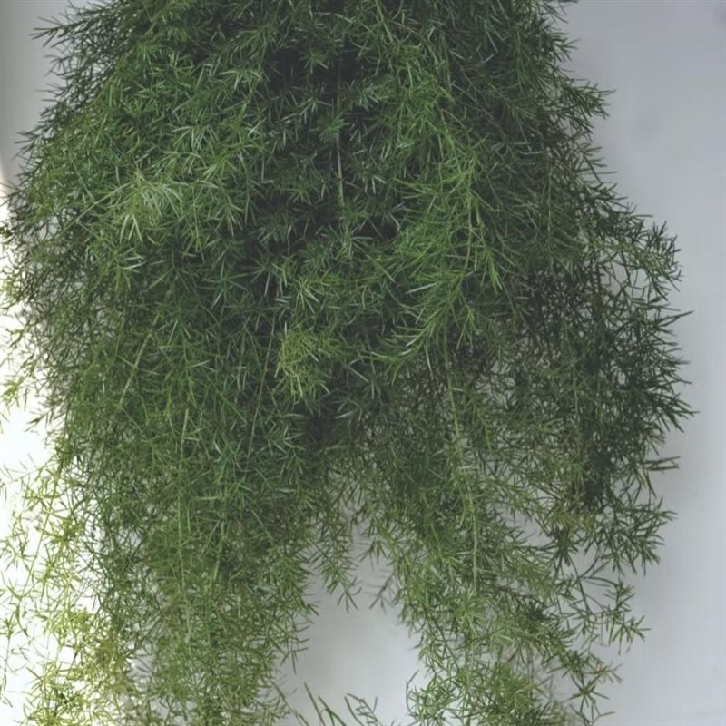 现货速发天门冬新鲜办公室室内插花水养绿植节日礼物配草配花云南