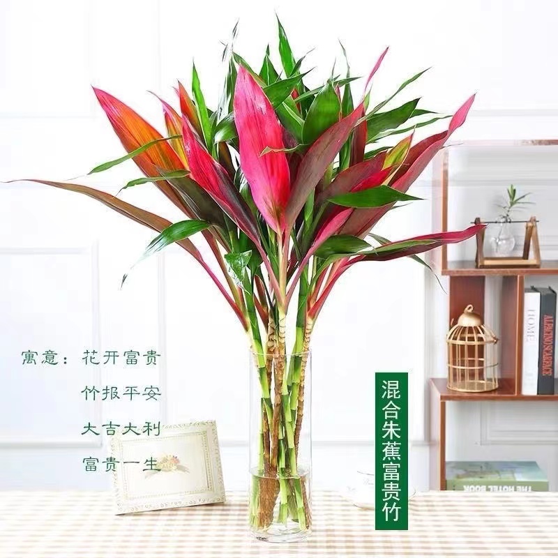 速发紫竹鸿运富带竹水培植物水养带盆转运竹子根栽室内客厅发财竹