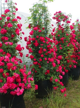 速发甜蜜红木香大苗四季特花木香花卉七里香台爬藤植物黄浓香花盆