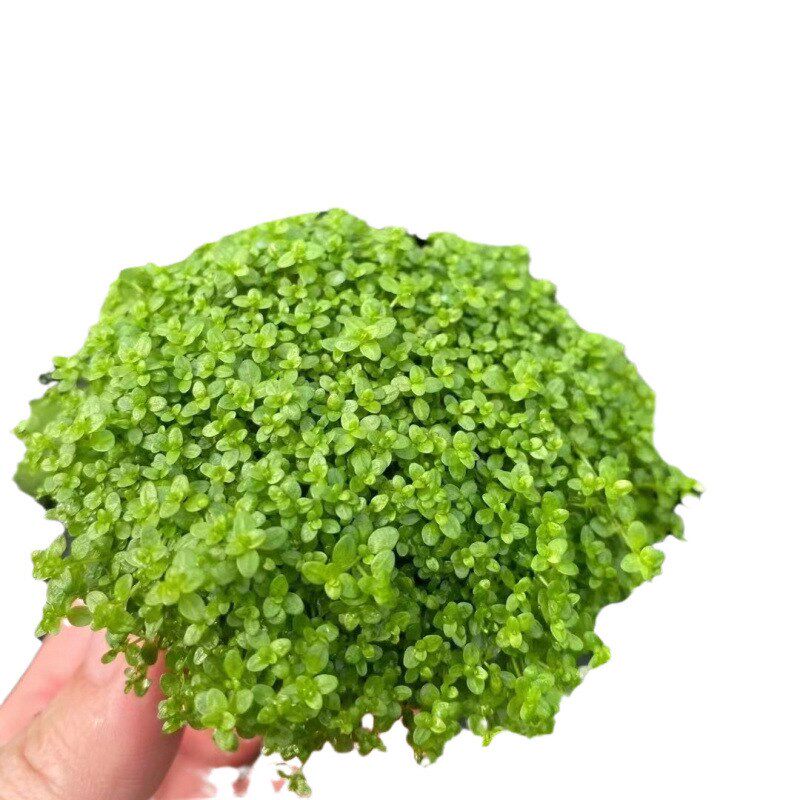 现货速发迷你矮珍珠小坨鱼缸造景水场直发懒人水培增氧淡水植