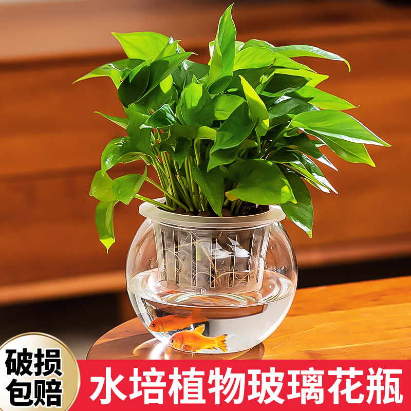 速发创培植物玻璃花瓶绿萝透明器皿定植篮水口径圆形大意室内盆栽