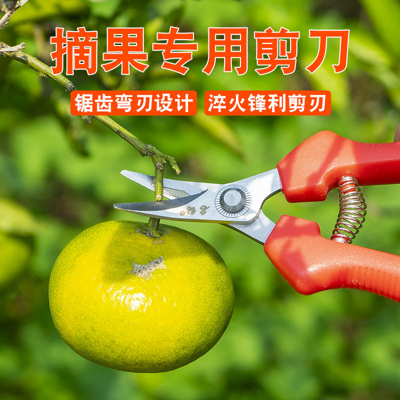 速发摘果剪刀摘橘子的具刀水果修剪葡萄工石榴梨摘剪采摘收果剪疏