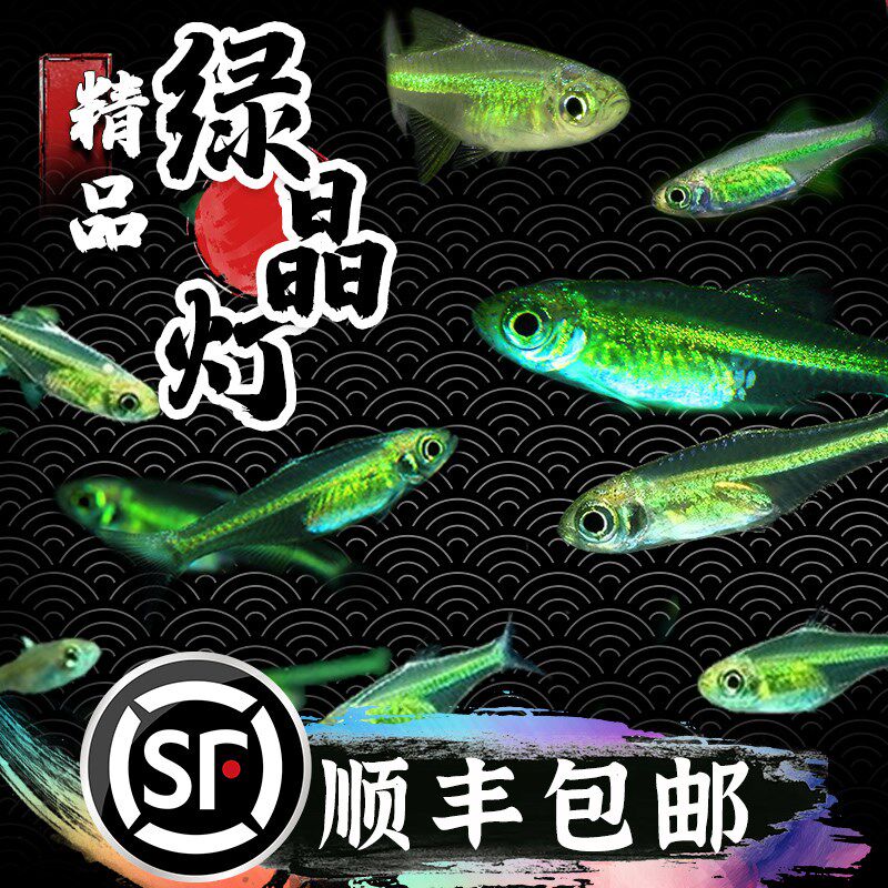 速发绿晶灯玻赏鱼稀有迷你草缸观璃透明群游灯科养淡水新手耐鱼热