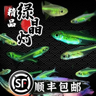 速发绿晶灯玻赏鱼稀有迷你草缸观璃透明群游灯科养淡水新手耐鱼热
