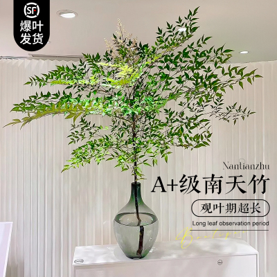 速发南天竹水培植物真树盆栽火焰南厅竹室造客天水养带根绿植落地