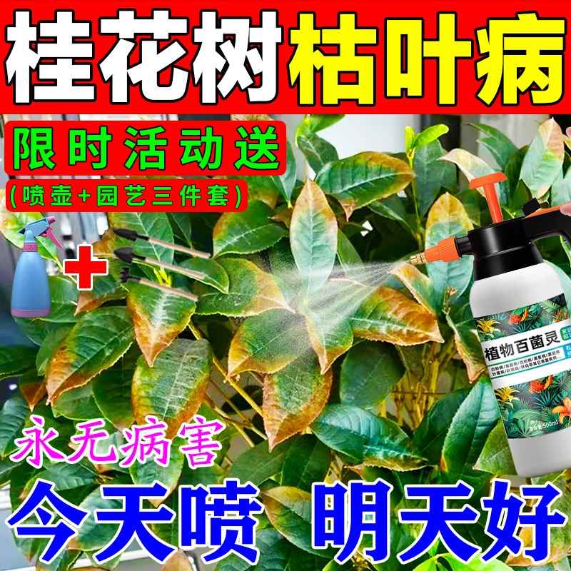 速发桂花树养叶病黄叶蕉叶斑病叶尖干枯掉叶叶面营料肥枯液盆栽药